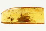 Detailed Fossil Caddisfly, Fungus Gnat, and Wasp in Baltic Amber #292463-2